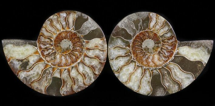 Polished Ammonite Pair - Agatized #41177